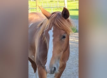 American Quarter Horse, Stute, 1 Jahr, 153 cm, Fuchs