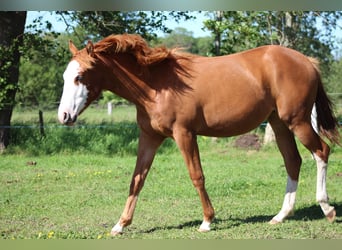 American Quarter Horse, Stute, 1 Jahr, 153 cm, Fuchs