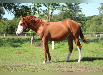 American Quarter Horse, Stute, 1 Jahr, 153 cm, Fuchs