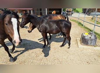 American Quarter Horse, Stute, 1 Jahr, 153 cm, Rappe