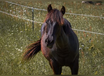American Quarter Horse, Stute, 1 Jahr, 153 cm, Rappe