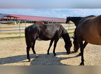 American Quarter Horse, Stute, 1 Jahr, 153 cm, Rappe