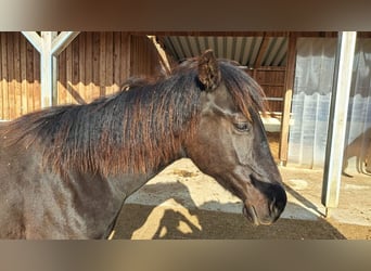 American Quarter Horse, Stute, 1 Jahr, 153 cm, Rappe