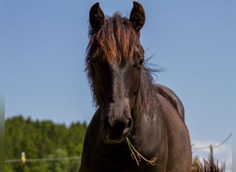 American Quarter Horse, Stute, 1 Jahr, 153 cm, Rappe