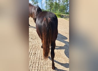 American Quarter Horse, Stute, 1 Jahr, 153 cm, Rappe