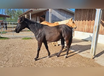American Quarter Horse, Stute, 1 Jahr, 153 cm, Rappe