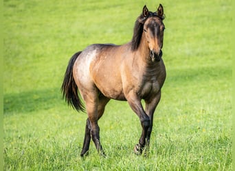 American Quarter Horse, Stute, 1 Jahr, 153 cm, Roan-Bay