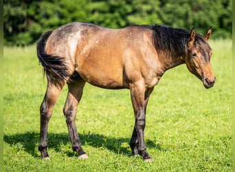 American Quarter Horse, Stute, 1 Jahr, 153 cm, Roan-Bay