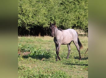 American Quarter Horse, Stute, 1 Jahr, 153 cm, Roan-Blue