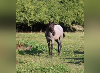 American Quarter Horse, Stute, 1 Jahr, 153 cm, Roan-Blue