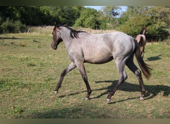American Quarter Horse, Stute, 1 Jahr, 153 cm, Roan-Blue