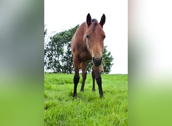 American Quarter Horse, Stute, 1 Jahr, 154 cm, Dunkelbrauner