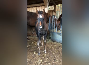American Quarter Horse, Stute, 1 Jahr, 154 cm, Dunkelbrauner