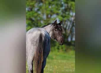 American Quarter Horse, Stute, 1 Jahr, 154 cm, Roan-Blue