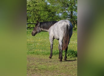 American Quarter Horse, Stute, 1 Jahr, 154 cm, Roan-Blue