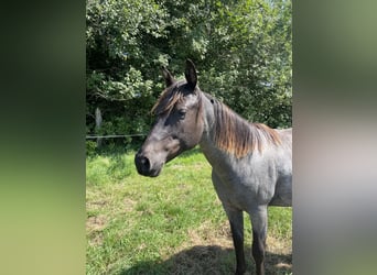 American Quarter Horse, Stute, 1 Jahr, 154 cm, Roan-Blue