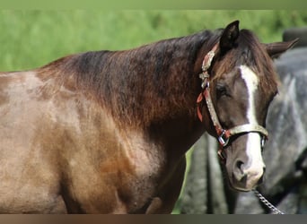 American Quarter Horse, Stute, 1 Jahr, 155 cm, Dunkelbrauner