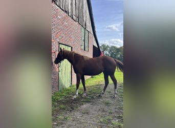 American Quarter Horse, Stute, 1 Jahr, 155 cm, Fuchs