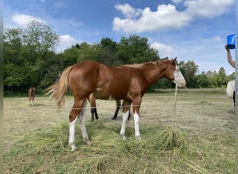 American Quarter Horse, Stute, 1 Jahr, 155 cm, Fuchs