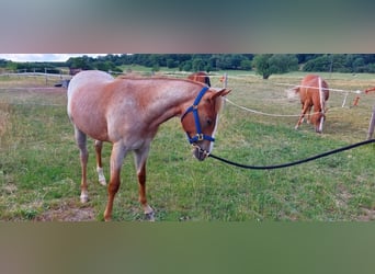 American Quarter Horse, Stute, 1 Jahr, 155 cm, Roan-Red