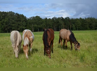 American Quarter Horse, Stute, 1 Jahr, 155 cm, Schwarzbrauner