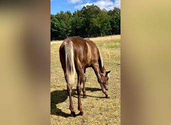 American Quarter Horse, Stute, 1 Jahr, 155 cm