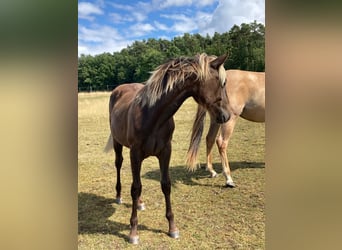 American Quarter Horse, Stute, 1 Jahr, 155 cm