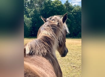 American Quarter Horse, Stute, 1 Jahr, 155 cm