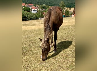 American Quarter Horse, Stute, 1 Jahr, 155 cm