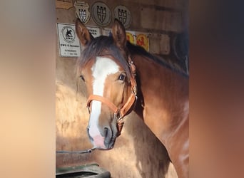 American Quarter Horse, Stute, 1 Jahr, 156 cm, Brauner