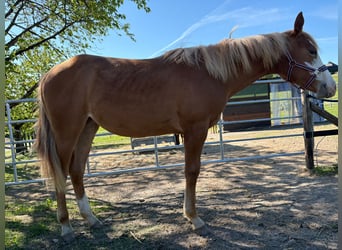 American Quarter Horse, Stute, 1 Jahr, 158 cm, Fuchs