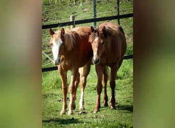 American Quarter Horse, Stute, 1 Jahr, 158 cm, Fuchs