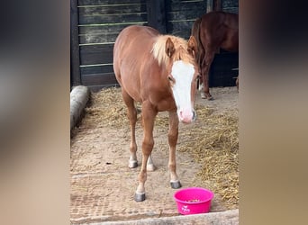 American Quarter Horse, Stute, 1 Jahr, 158 cm, Fuchs