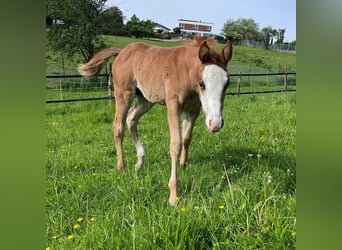 American Quarter Horse, Stute, 1 Jahr, 158 cm, Fuchs