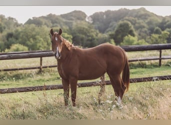 American Quarter Horse, Stute, 1 Jahr, 158 cm, Fuchs