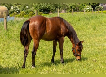 American Quarter Horse, Stute, 1 Jahr, 160 cm, Brauner