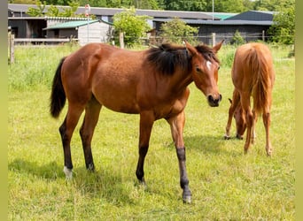 American Quarter Horse, Stute, 1 Jahr, 160 cm, Brauner
