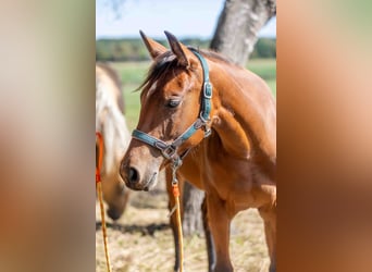 American Quarter Horse, Stute, 1 Jahr, 160 cm, Brauner
