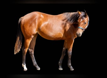American Quarter Horse, Stute, 1 Jahr, 160 cm, Brauner
