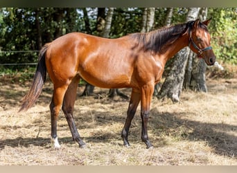 American Quarter Horse, Stute, 1 Jahr, 160 cm, Brauner