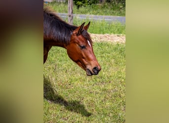 American Quarter Horse, Stute, 1 Jahr, 160 cm, Brauner