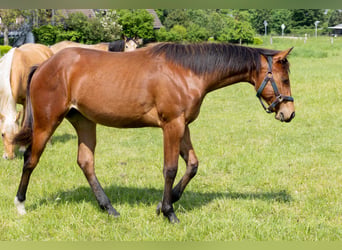 American Quarter Horse, Stute, 1 Jahr, 160 cm, Brauner