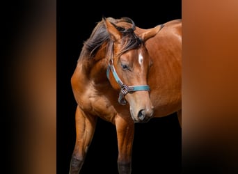 American Quarter Horse, Stute, 1 Jahr, 160 cm, Brauner