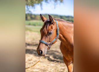 American Quarter Horse, Stute, 1 Jahr, 160 cm, Brauner