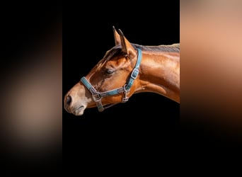 American Quarter Horse, Stute, 1 Jahr, 160 cm, Brauner