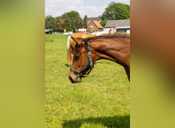 American Quarter Horse, Stute, 1 Jahr, 160 cm, Brauner