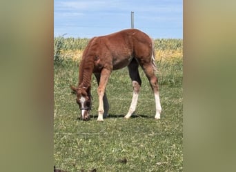 American Quarter Horse, Stute, 1 Jahr, 160 cm, Fuchs