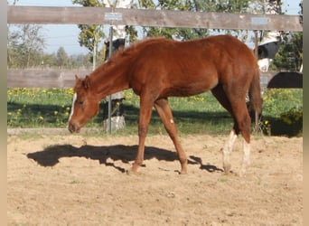 American Quarter Horse, Stute, 1 Jahr, 160 cm, Fuchs