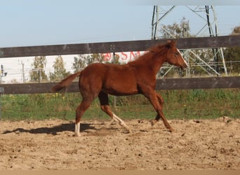 American Quarter Horse, Stute, 1 Jahr, 160 cm, Fuchs