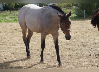 American Quarter Horse, Stute, 1 Jahr, 160 cm, Roan-Bay